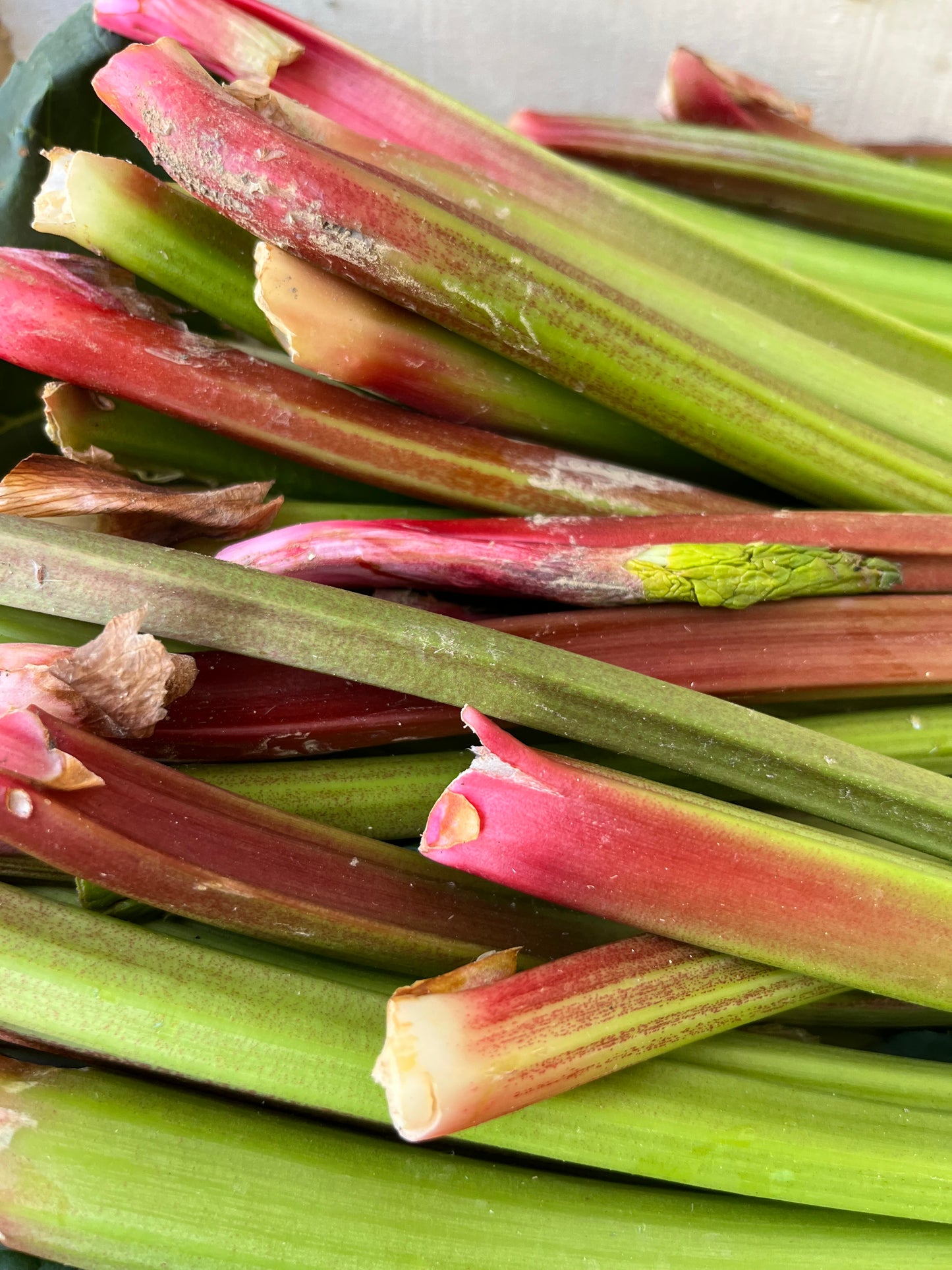 Rhubarbe Reaper